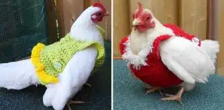 Site vende blusas para proteger as galinhas do frio