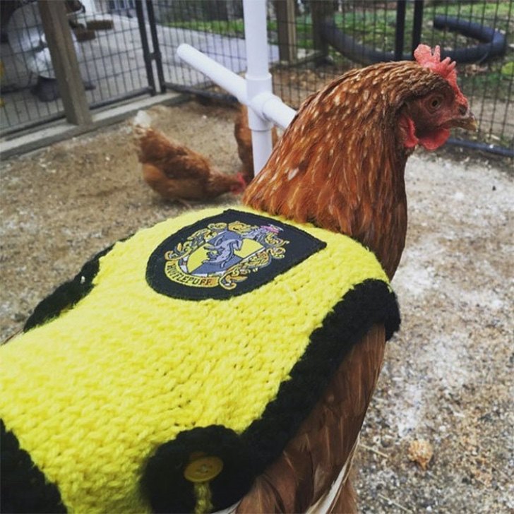 inspiringlife.pt - Site vende blusas para proteger as galinhas do frio