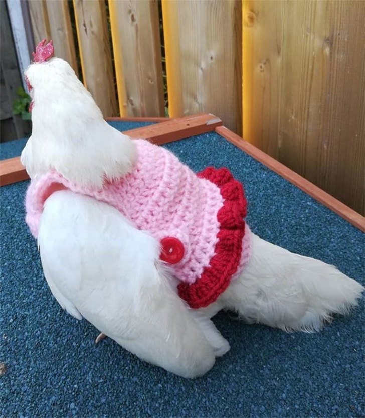 inspiringlife.pt - Site vende blusas para proteger as galinhas do frio