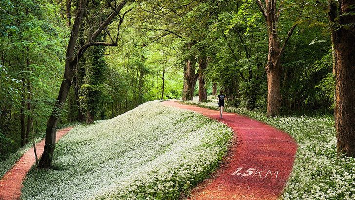 inspiringlife.pt - Vão criar parque para caminhar entre as copas das árvores