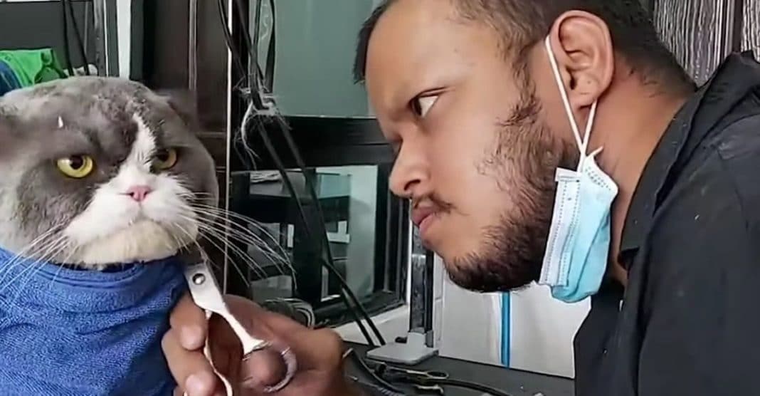 Gato fica famoso apenas pelo seu olhar furioso numa visita ao cabeleireiro