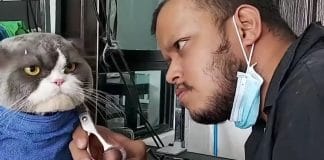 Gato fica famoso apenas pelo seu olhar furioso numa visita ao cabeleireiro