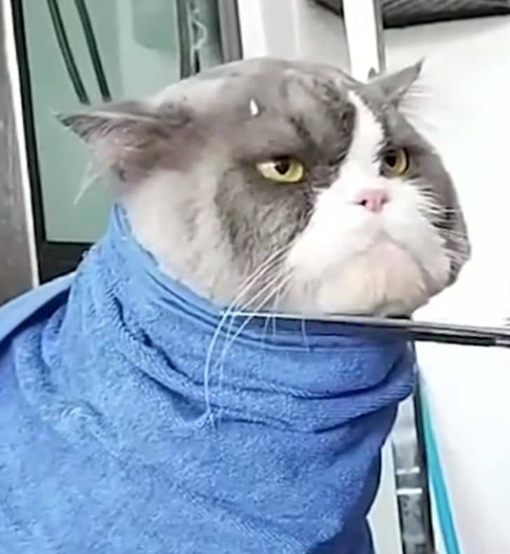 inspiringlife.pt - Gato fica famoso apenas pelo seu olhar furioso numa visita ao cabeleireiro