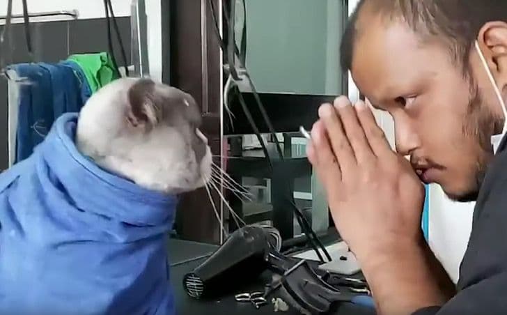 inspiringlife.pt - Gato fica famoso apenas pelo seu olhar furioso numa visita ao cabeleireiro