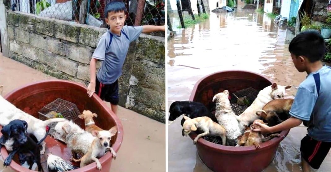 Menino de 10 anos usou balde de plástico para salvar animais de uma inundação