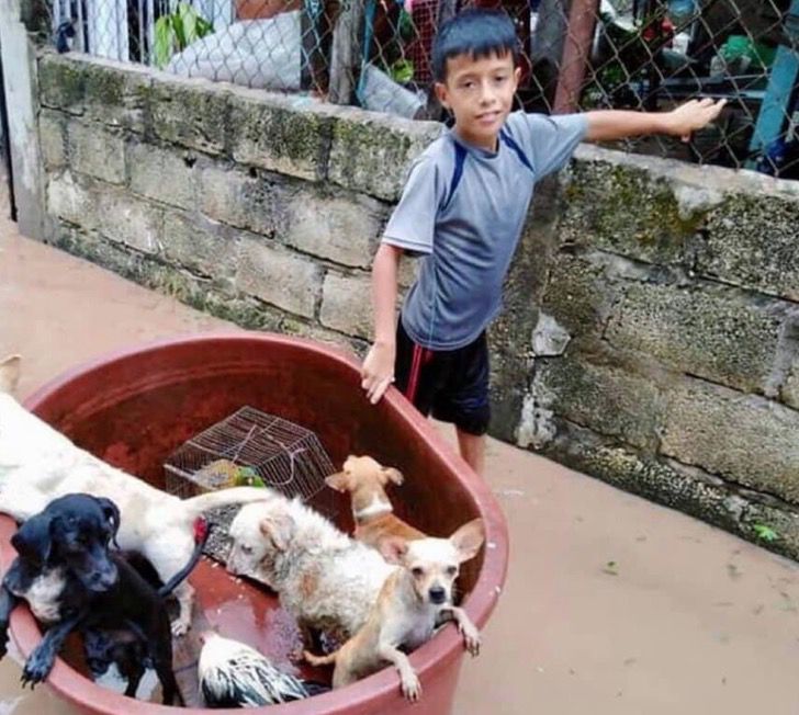 inspiringlife.pt - Menino de 10 anos usou balde de plástico para salvar animais de uma inundação