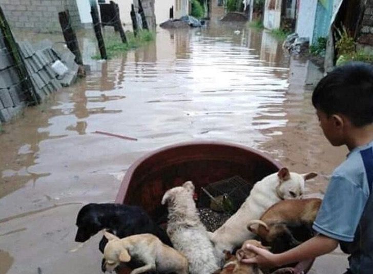 inspiringlife.pt - Menino de 10 anos usou balde de plástico para salvar animais de uma inundação