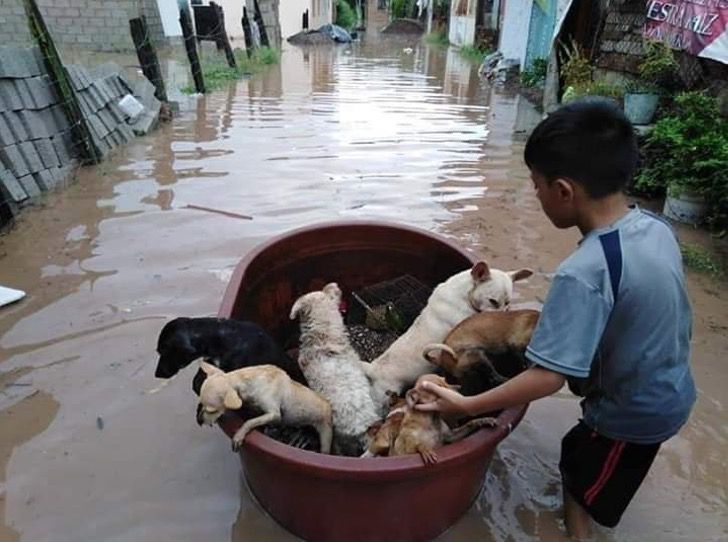 inspiringlife.pt - Menino de 10 anos usou balde de plástico para salvar animais de uma inundação