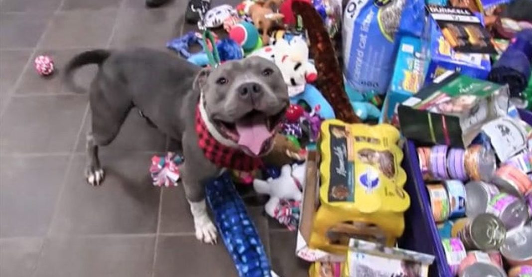 Abrigo permite que os animais escolham os seus presentes de Natal