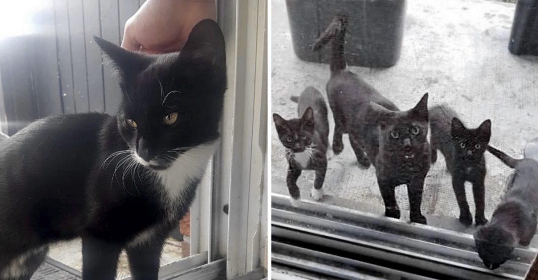 Alimentaram um gatinho de rua e mais tarde ele voltou com toda a sua família faminta