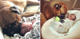 Cachorro conforta bebé que chora, oferecendo o seu brinquedo favorito
