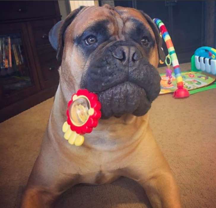 inspiringlife.pt - Cachorro conforta bebé que chora, oferecendo o seu brinquedo favorito