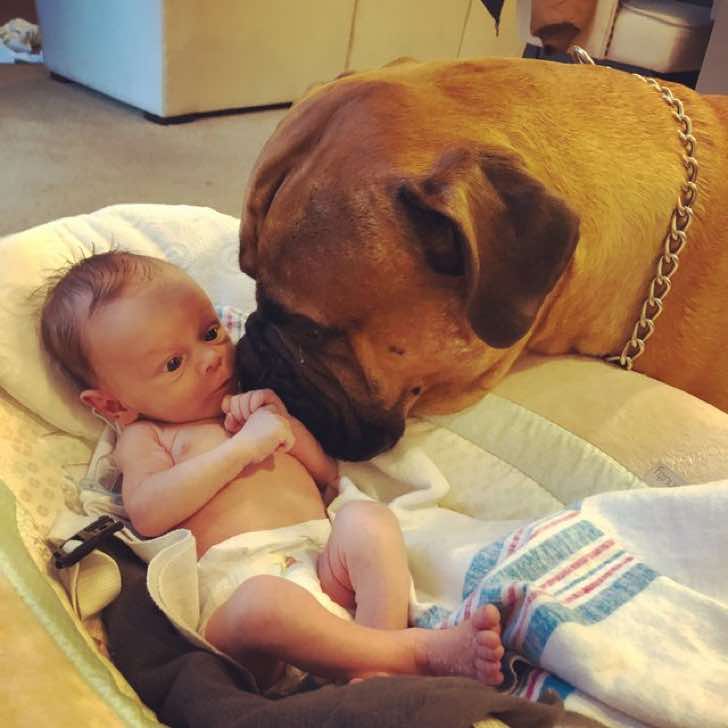 inspiringlife.pt - Cachorro conforta bebé que chora, oferecendo o seu brinquedo favorito