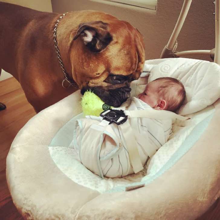 inspiringlife.pt - Cachorro conforta bebé que chora, oferecendo o seu brinquedo favorito