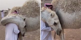 Camelo consola o seu dono com um abraço que está triste por perder o seu filho