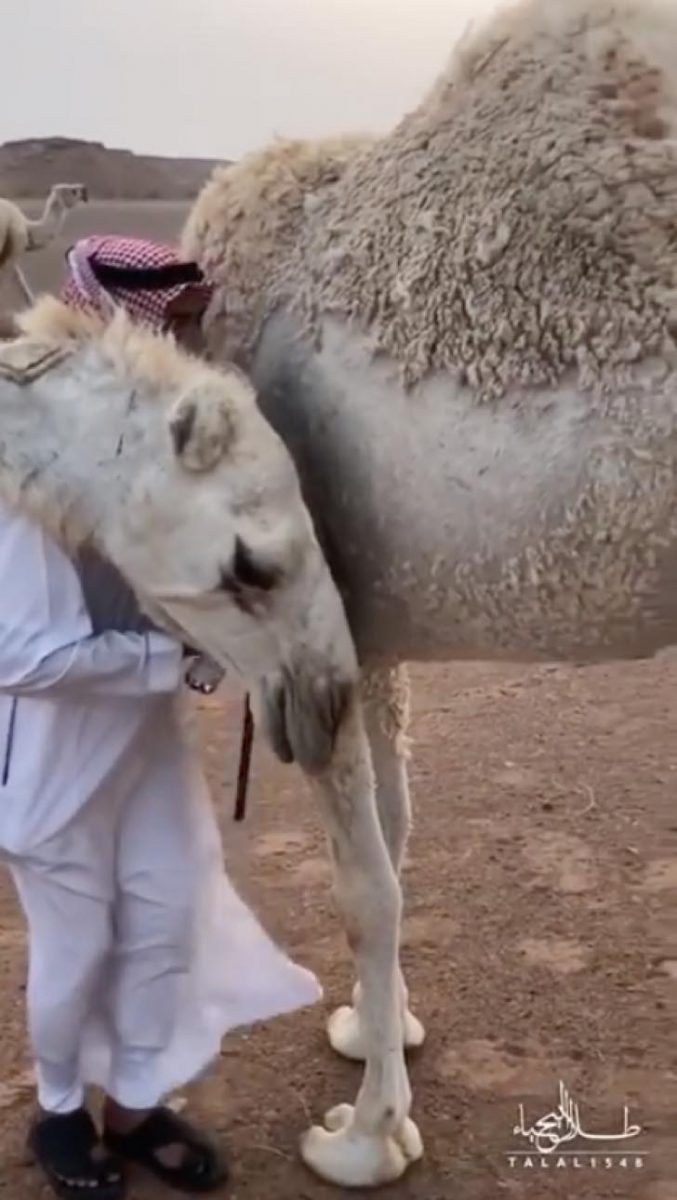 inspiringlife.pt - Camelo consola o seu dono com um abraço que está triste por perder o seu filho