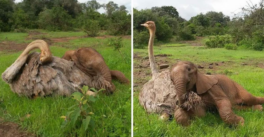 Elefante bebé perdeu a mãe mas ganhou uma amiga avestruz