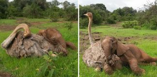 Elefante bebé perdeu a mãe mas ganhou uma amiga avestruz