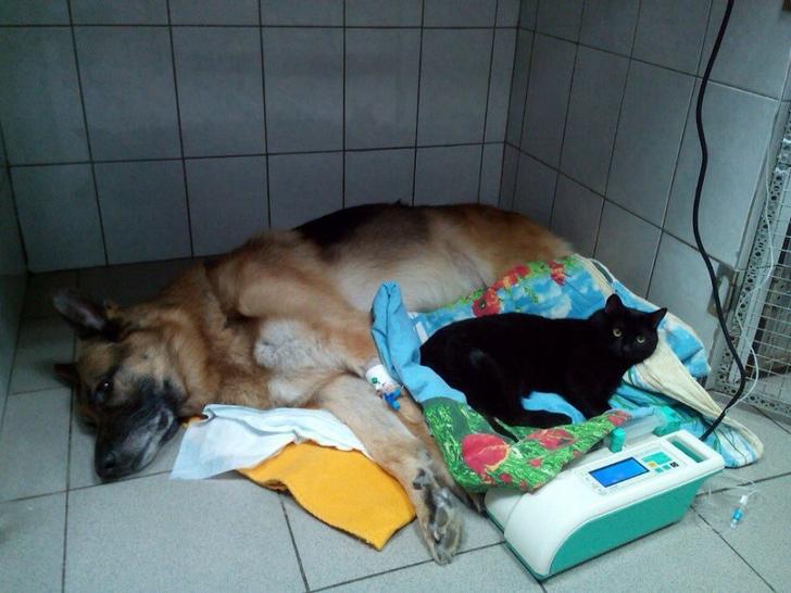 inspiringlife.pt - Gata paralítica abraça filhotes doentes na clínica veterinária