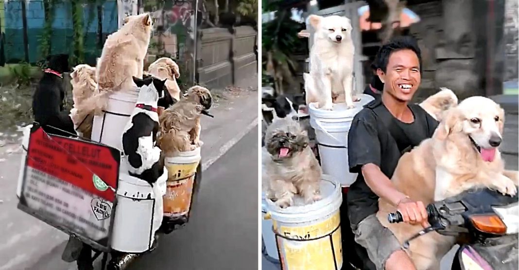 Homem viaja feliz com seus 6 cães na moto e a felicidade está à vista