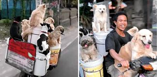 Homem viaja feliz com seus 6 cães na moto e a felicidade está à vista