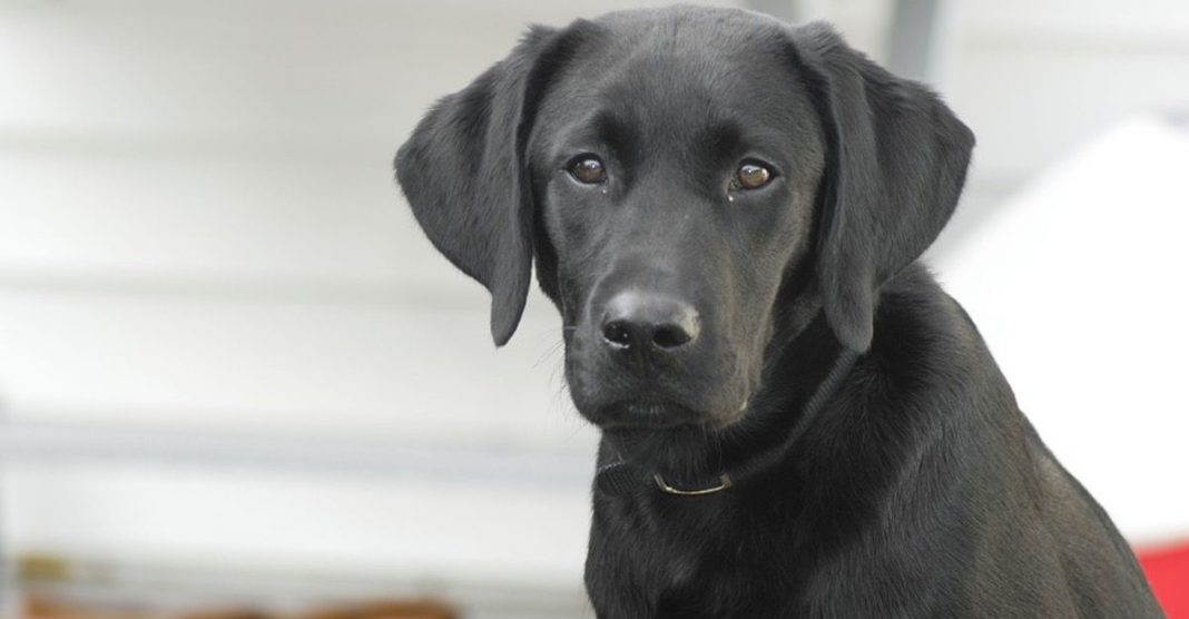 Labrador velhinho salvou a sua família de 4 pessoas de um incêndio