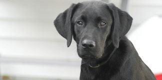 Labrador velhinho salvou a sua família de 4 pessoas de um incêndio