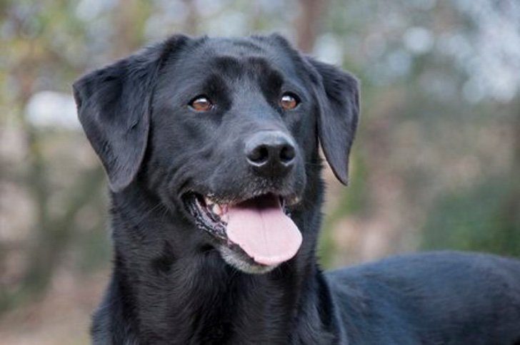 inspiringlife.pt - Labrador velhinho salvou a sua família de 4 pessoas de um incêndio