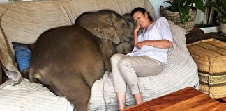 Mulher resgatou elefante bebé e agora ele considera-a como mãe dele