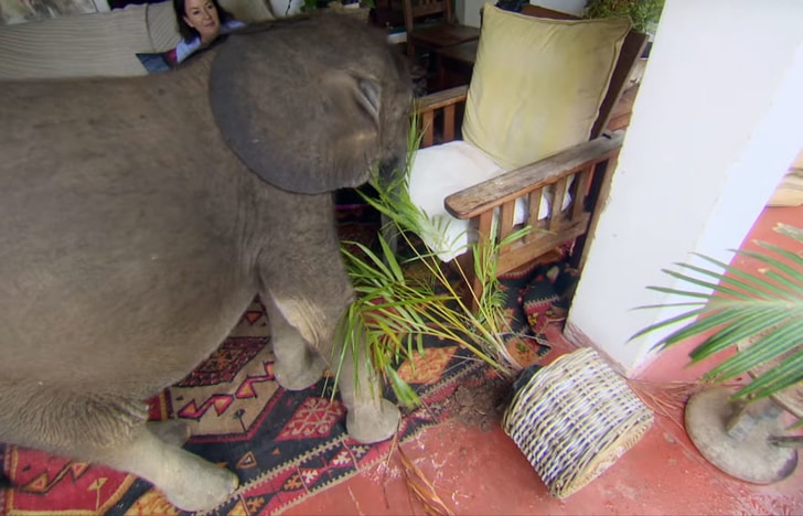 inspiringlife.pt - Mulher resgatou elefante bebé e agora ele considera-a como mãe dele