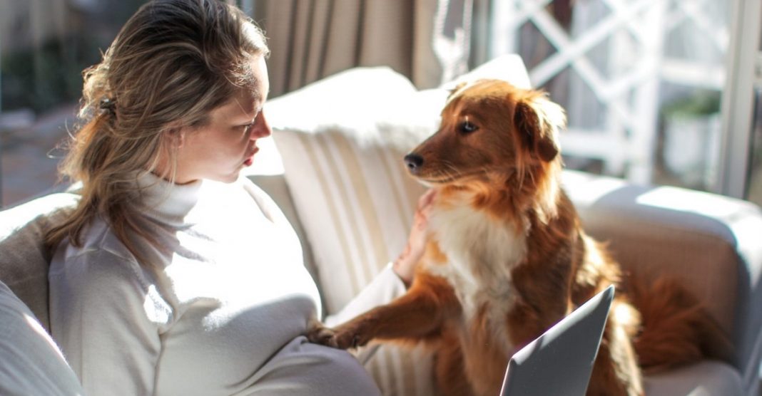 Quando os cães nos dão a pata é sinal que nos querem dizer que nos amam