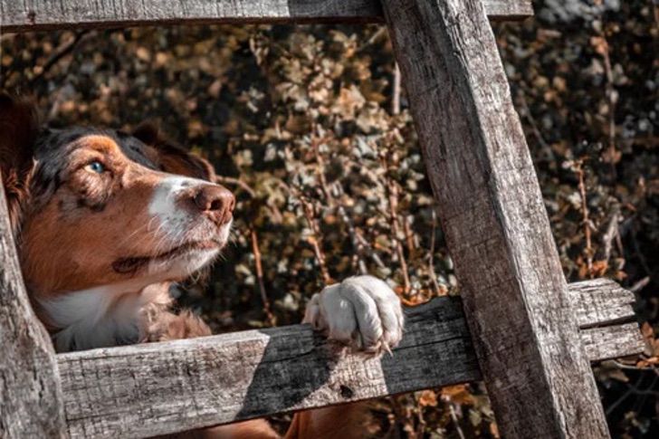 inspiringlife.pt - Quando os cães nos dão a pata é sinal que nos querem dizer que nos amam