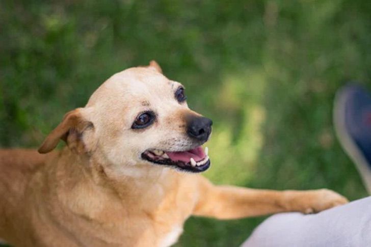 inspiringlife.pt - Quando os cães nos dão a pata é sinal que nos querem dizer que nos amam