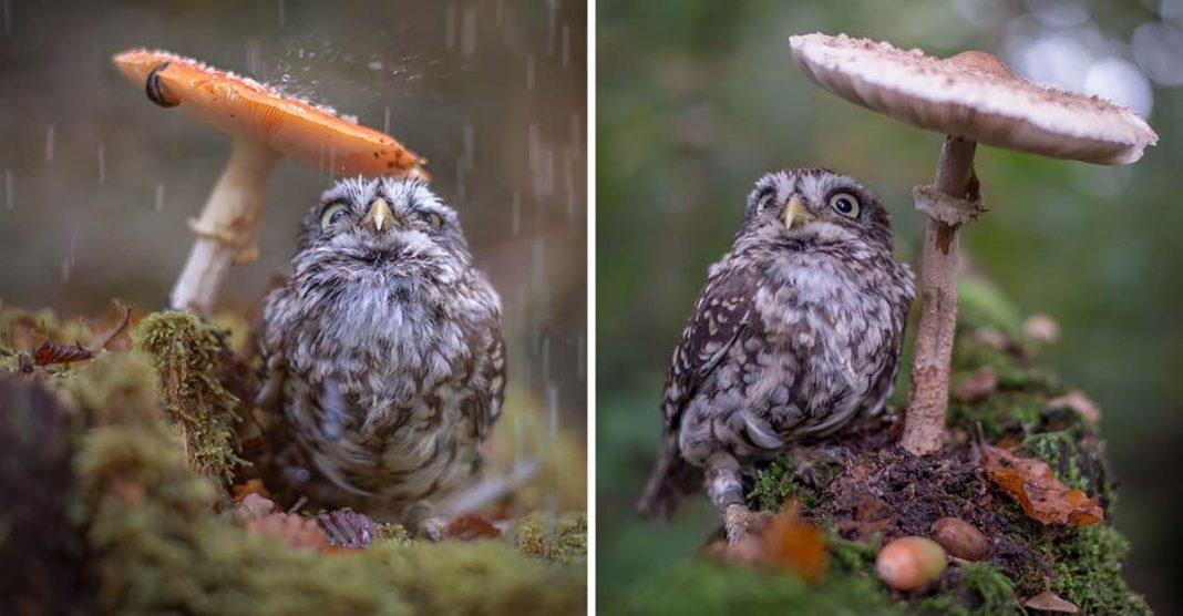 A coruja do bebé protege-se da chuva usando cogumelo como chapéu de chuva