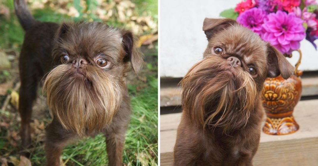 Este cão tem a barba mais perfeita do que muitos humanos
