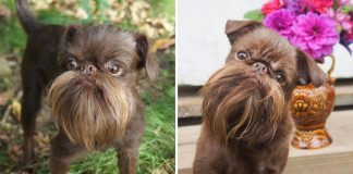 Este cão tem a barba mais perfeita do que muitos humanos