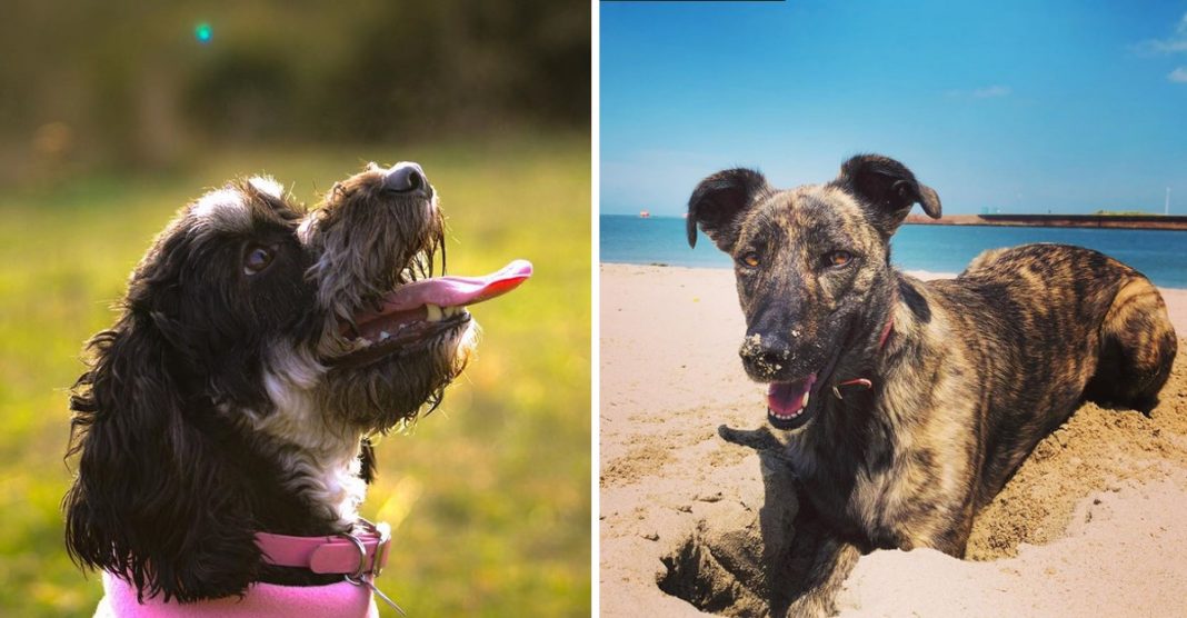 Protector solar para cães vai proteger os nossos melhores amigos