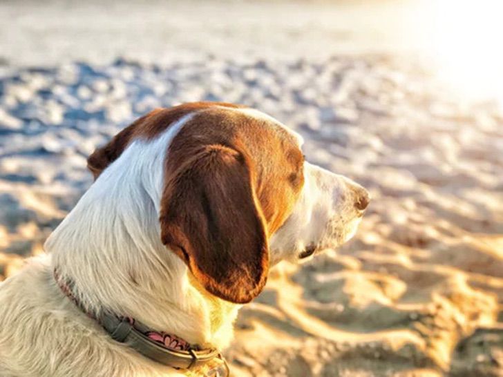 inspiringlife.pt - Protector solar para cães vai proteger os nossos melhores amigos