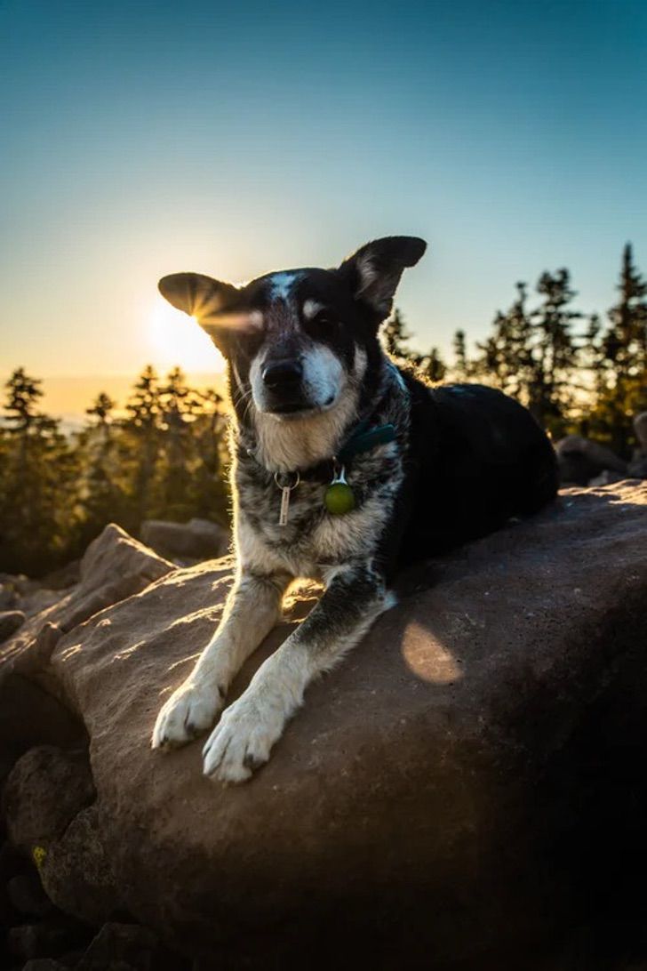 inspiringlife.pt - Protector solar para cães vai proteger os nossos melhores amigos