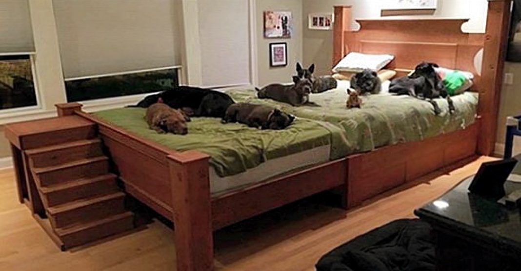 Casal constrói cama gigante para dormir com todos os seus cachorros resgatados