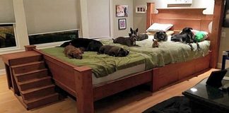 Casal constrói cama gigante para dormir com todos os seus cachorros resgatados