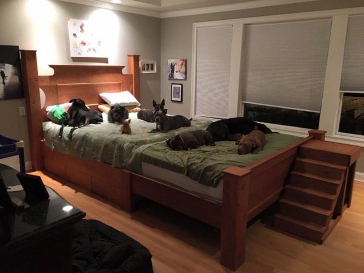 inspiringlife.pt - Casal constrói cama gigante para dormir com todos os seus cachorros resgatados