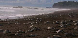 Covid-19: sem turistas, tartarugas regressam para fazer os seus ninhos nas costas indianas