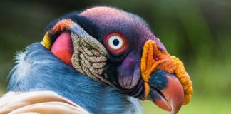 10 aves que parecem mais extra-terrestres do que animais