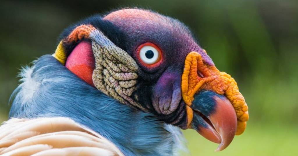 10 aves que parecem mais extra-terrestres do que animais