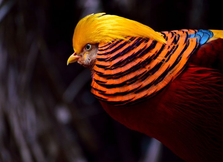 inspiringlife.pt - 10 aves que parecem mais extra-terrestres do que animais