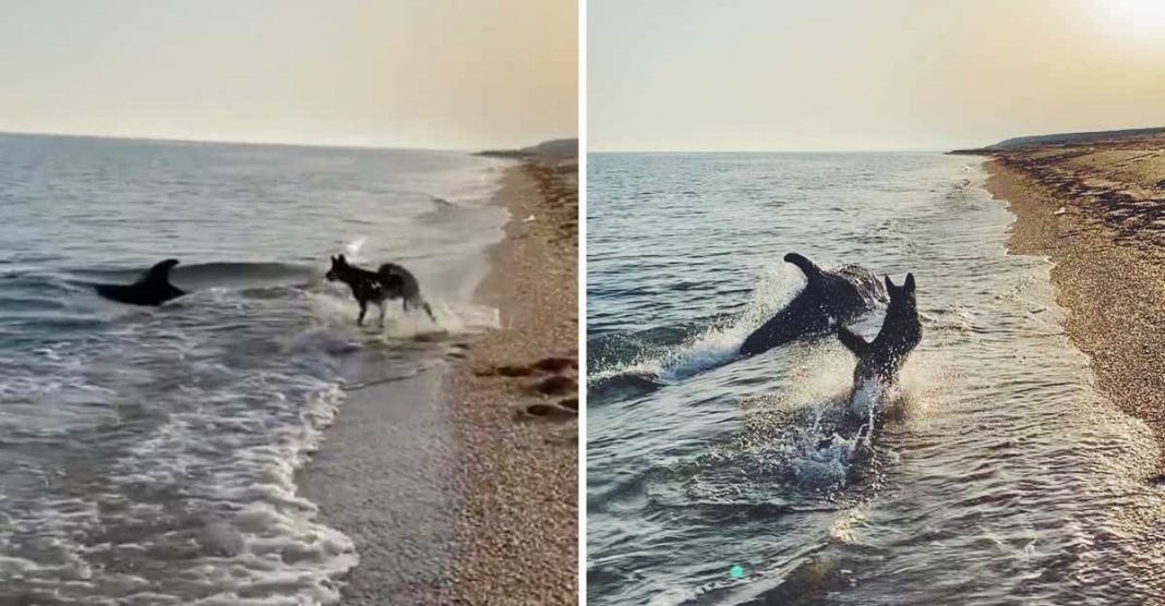 Golfinho aproximou-se do areal para poder brincar com cachorro que por ali andava