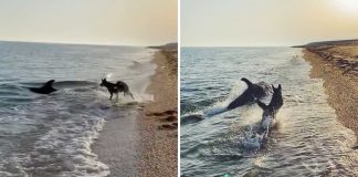Golfinho aproximou-se do areal para poder brincar com cachorro que por ali andava