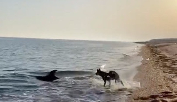 inspiringlife.pt - Golfinho aproximou-se do areal para poder brincar com cachorro que por ali andava