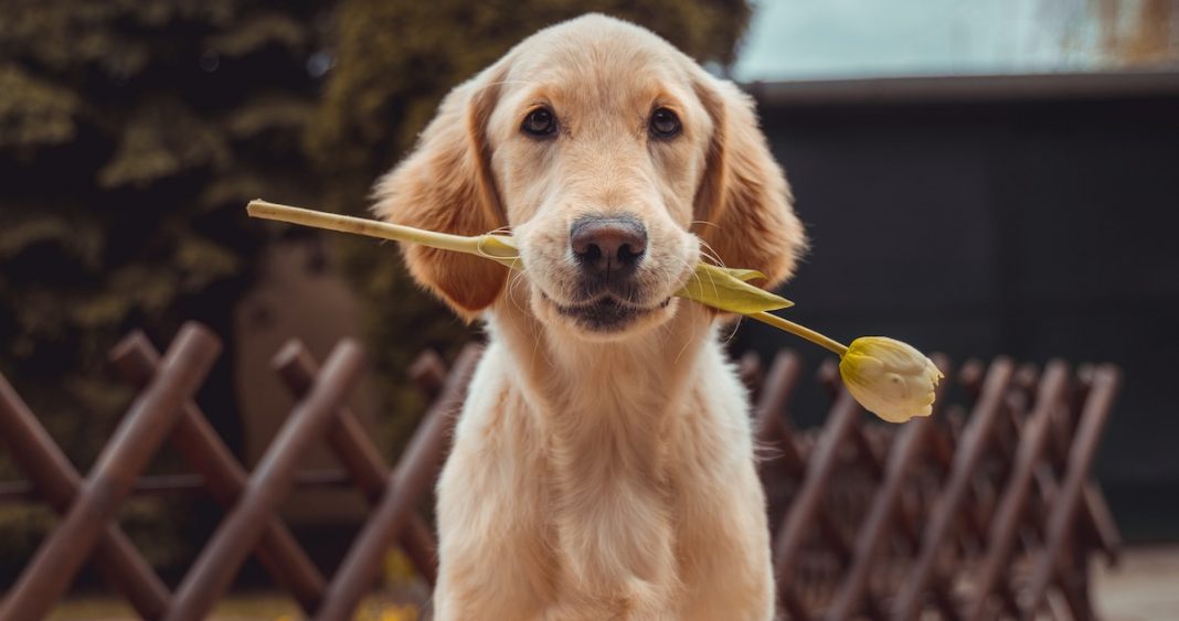 Os animais são mais humanos do que muita gente